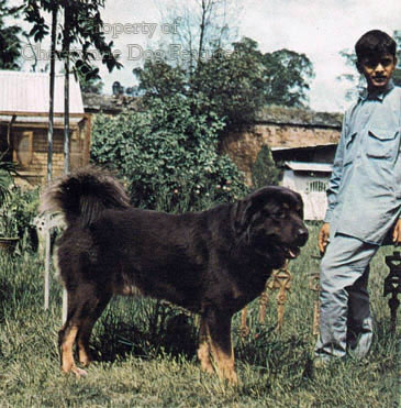 161-5 TIBETAN MASTIFF